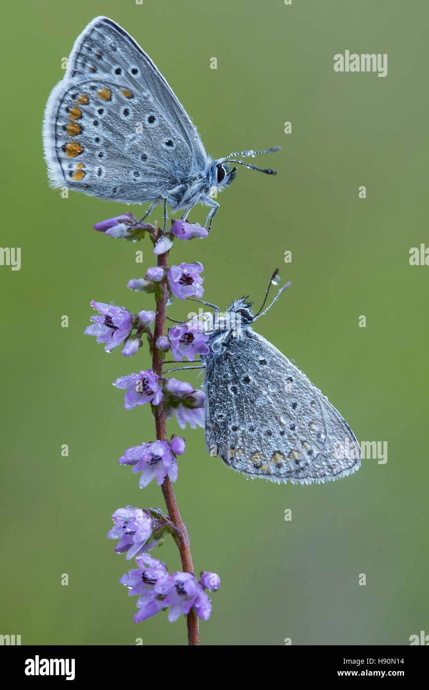 common blues (polyommatus icarus) on common heather, lower saxony, germany Stock Photo