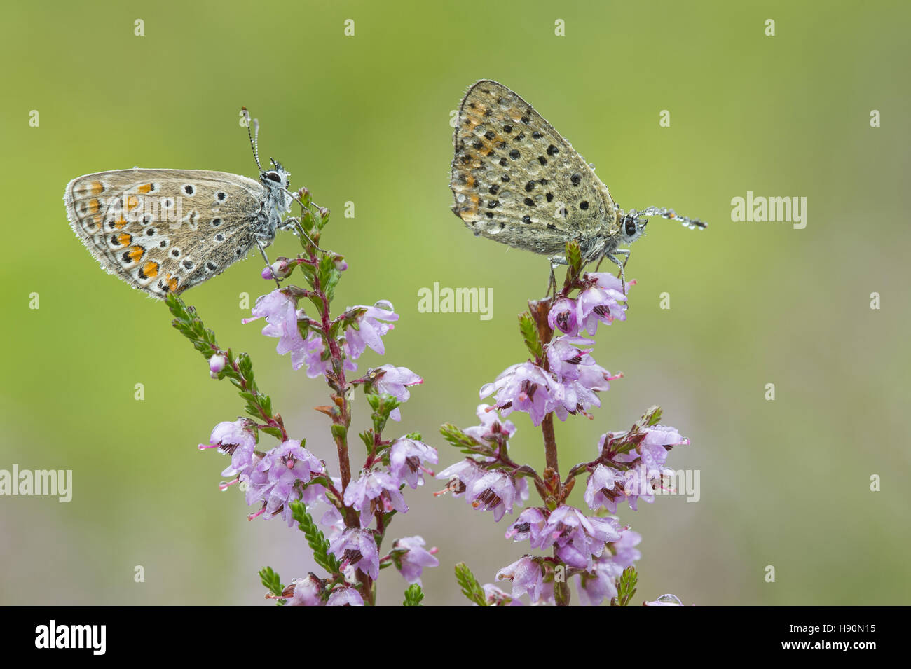 common blues (polyommatus icarus) on common heather, lower saxony, germany Stock Photo