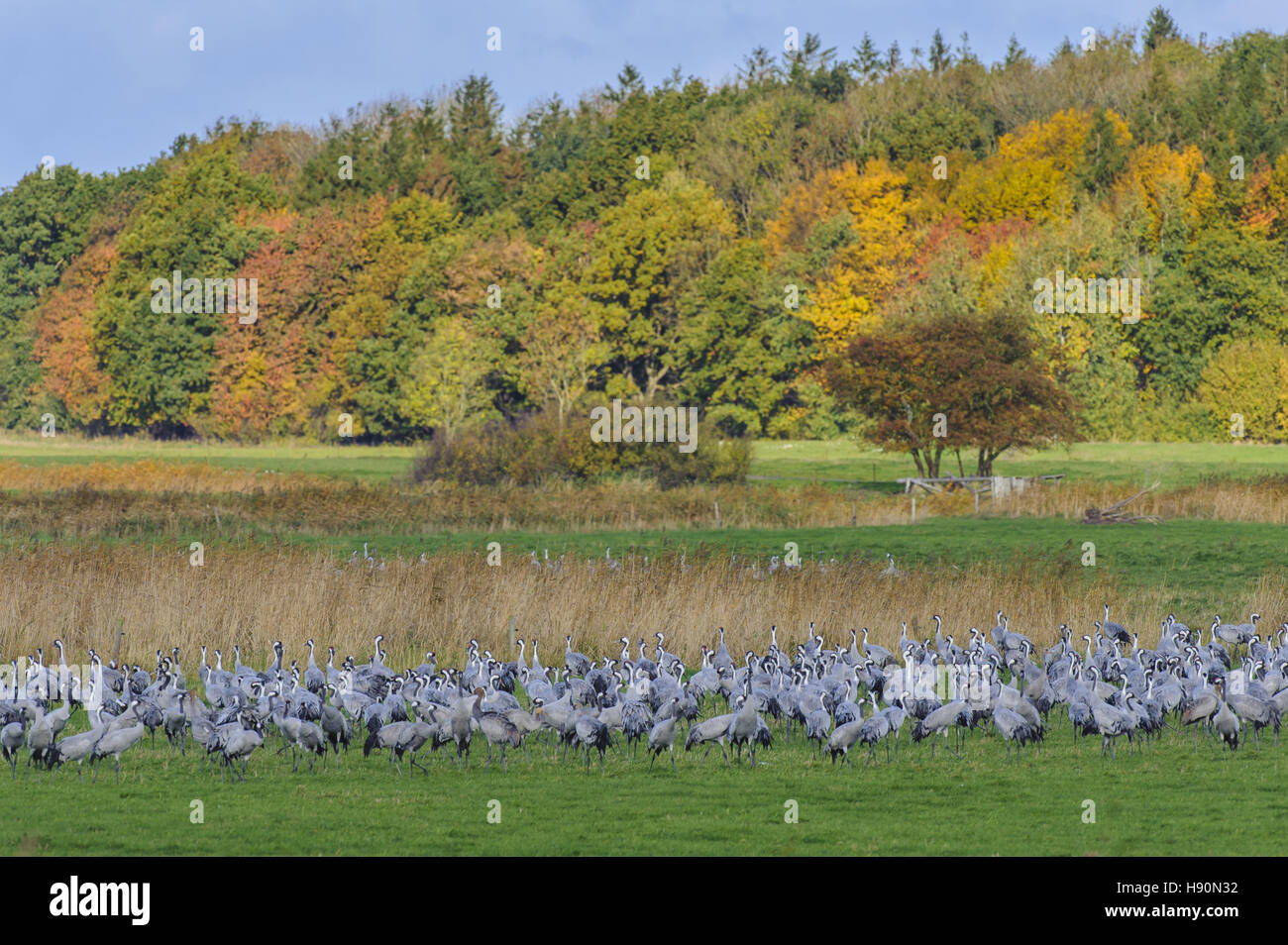 common cranes resting, grus grus, gross mohrdorf, mecklenburg-vorpommern, germany Stock Photo