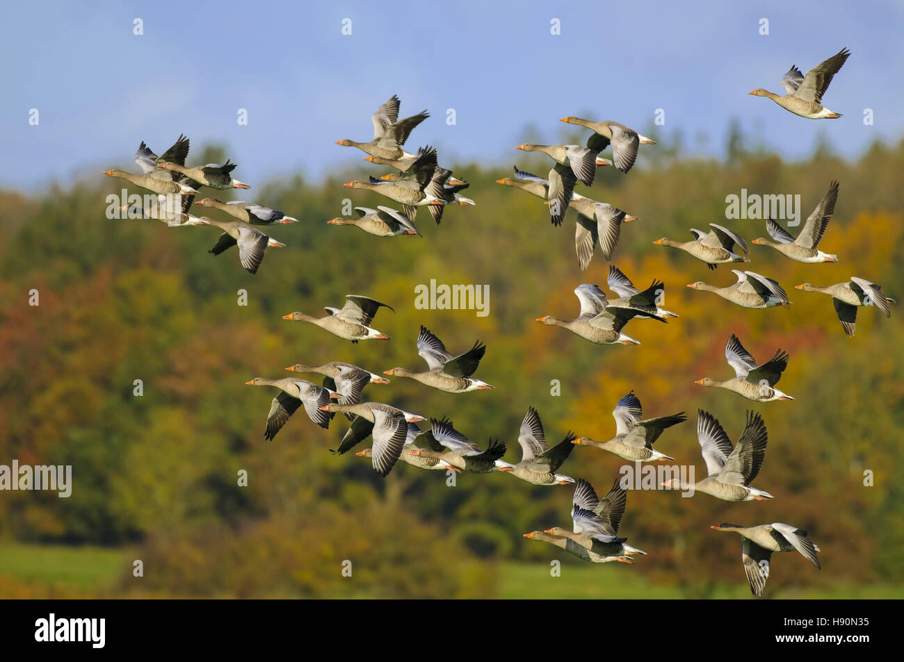 greylag geese, Anser anser, gross mohrdorf, mecklenburg-vorpommern, germany Stock Photo
