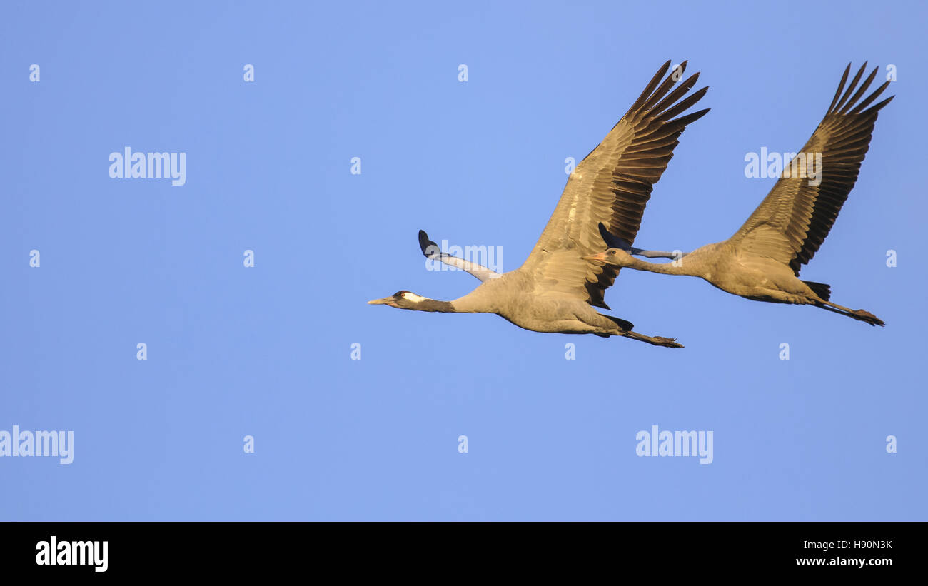 common cranes, grus grus, gross mohrdorf, mecklenburg-vorpommern, germany Stock Photo