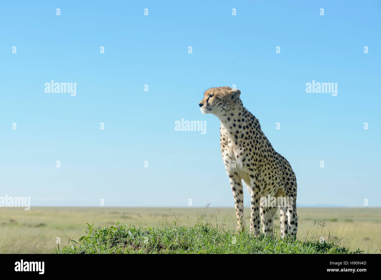 Cheetah (Acinonix jubatus) standing on hill in savanna, close up with wide angle, Maasai Mara National Reserve, Kenya Stock Photo