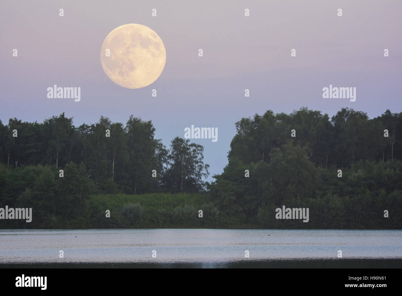 full moon over the dammer bergsee near damme (dümmer), vechta district, lower saxony, germany Stock Photo