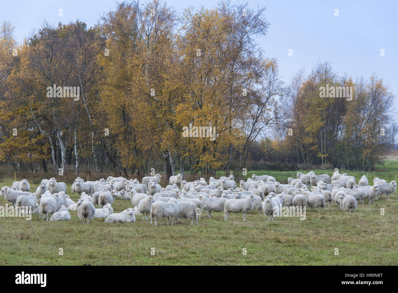 flock of sheep at rehdener geestmoor, oldenburger münsterland, niedersachsen, germany Stock Photo