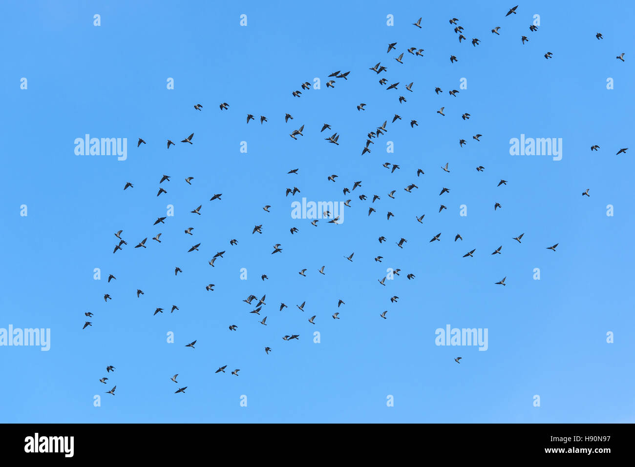 swarm of common wood pidgeons, columba palumbus, vechta district,  lower saxony, germany Stock Photo