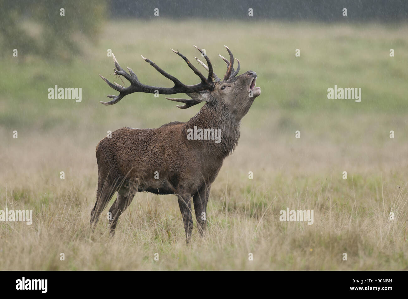 male red deer in rut, cervus elaphus, jaegersborg dyrehave, klampenborg, denmark Stock Photo
