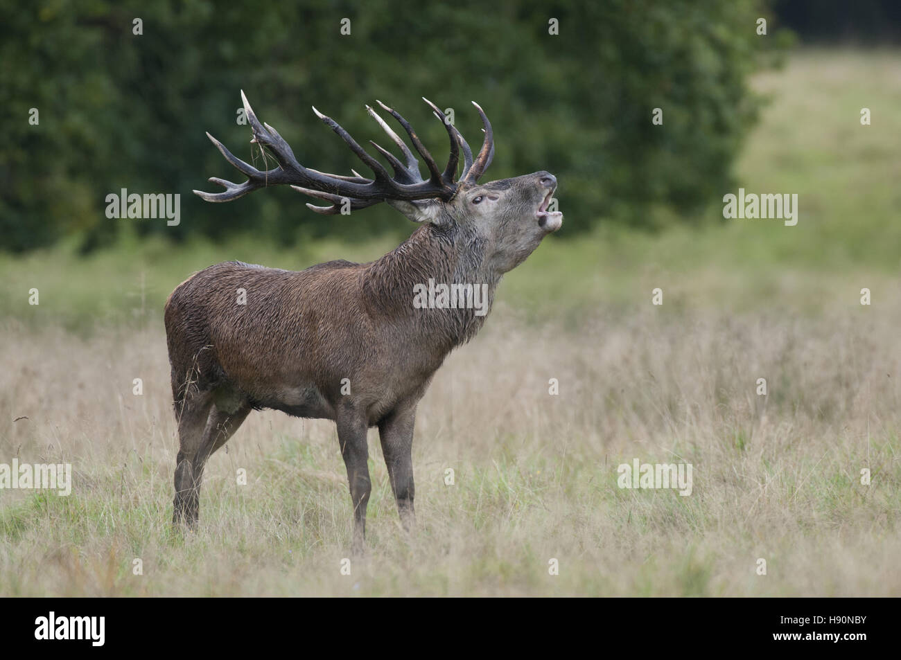 male red deer in rut, cervus elaphus, jaegersborg dyrehave, klampenborg, denmark Stock Photo