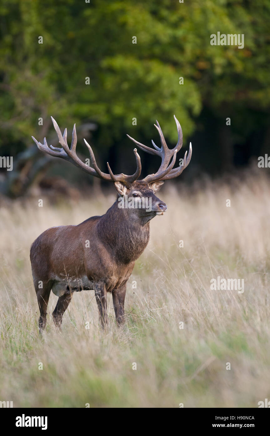 male red deer in rut, cervus elaphus, jaegersborg dyrehave, klampenborg, denmark Stock Photo