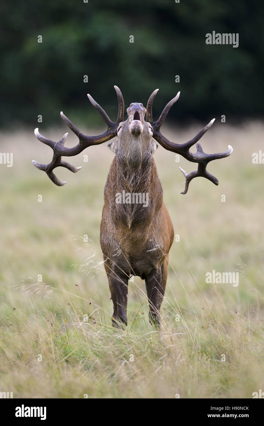 male red deer in rut, cervus elaphus, jaegersborg dyrehave, klampenborg, denmark Stock Photo