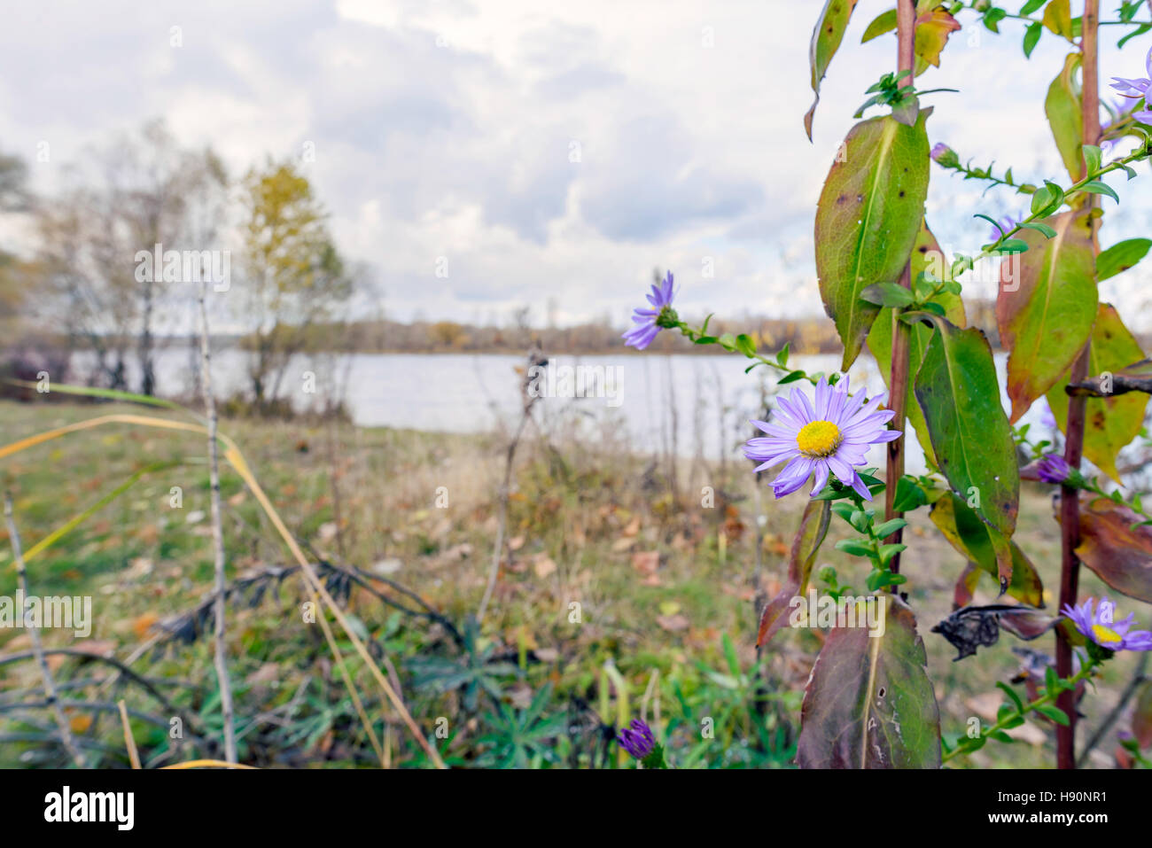 Wild Symphyotrichum novi-belgii close to the Dnieper river in Kiev, Ukraine, at the beginning of autumn Stock Photo