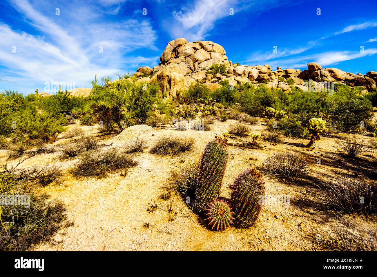 Desert Landscape with Barrel Cacti and large Rock Formations at the Boulders in the desert near Carefree Arizona, USA Stock Photo