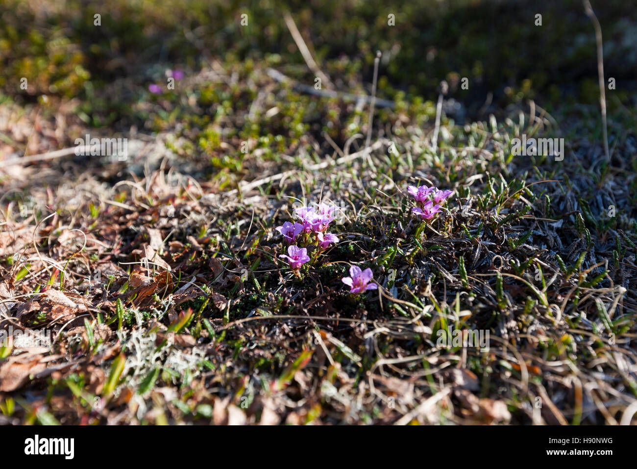 Moss campion - Silene acaulis. Lofoten wild flowers, Lofoten Islands, Norway. Stock Photo