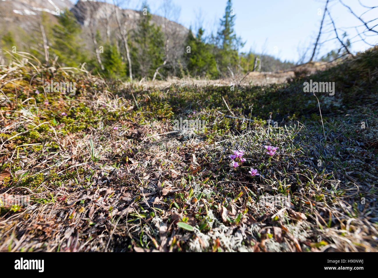 Moss campion - Silene acaulis. Lofoten wild flowers, Lofoten Islands, Norway. Stock Photo
