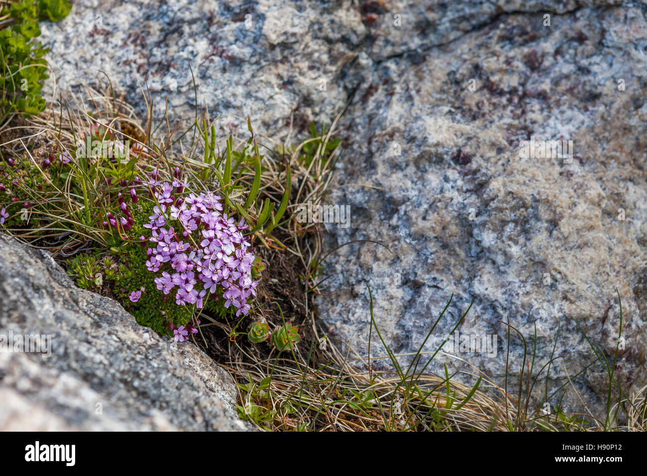 Lofoten wild flowers, Lofoten Islands, Norway. Stock Photo