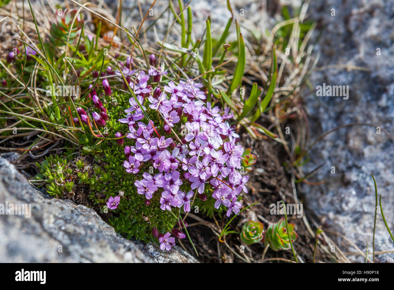 Lofoten wild flowers, Lofoten Islands, Norway. Stock Photo