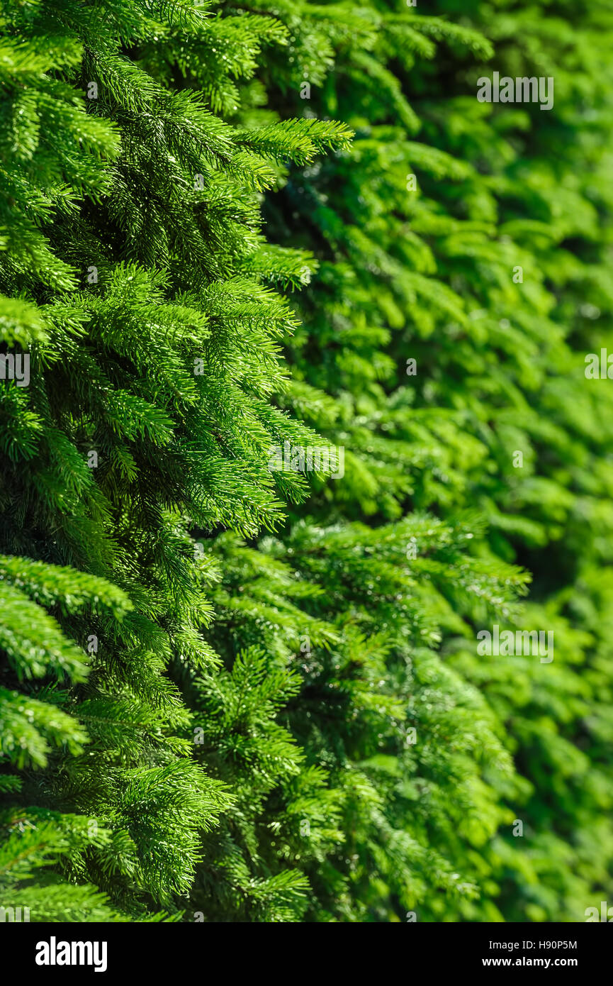 Spurce High Resolution Stock Photography And Images Alamy