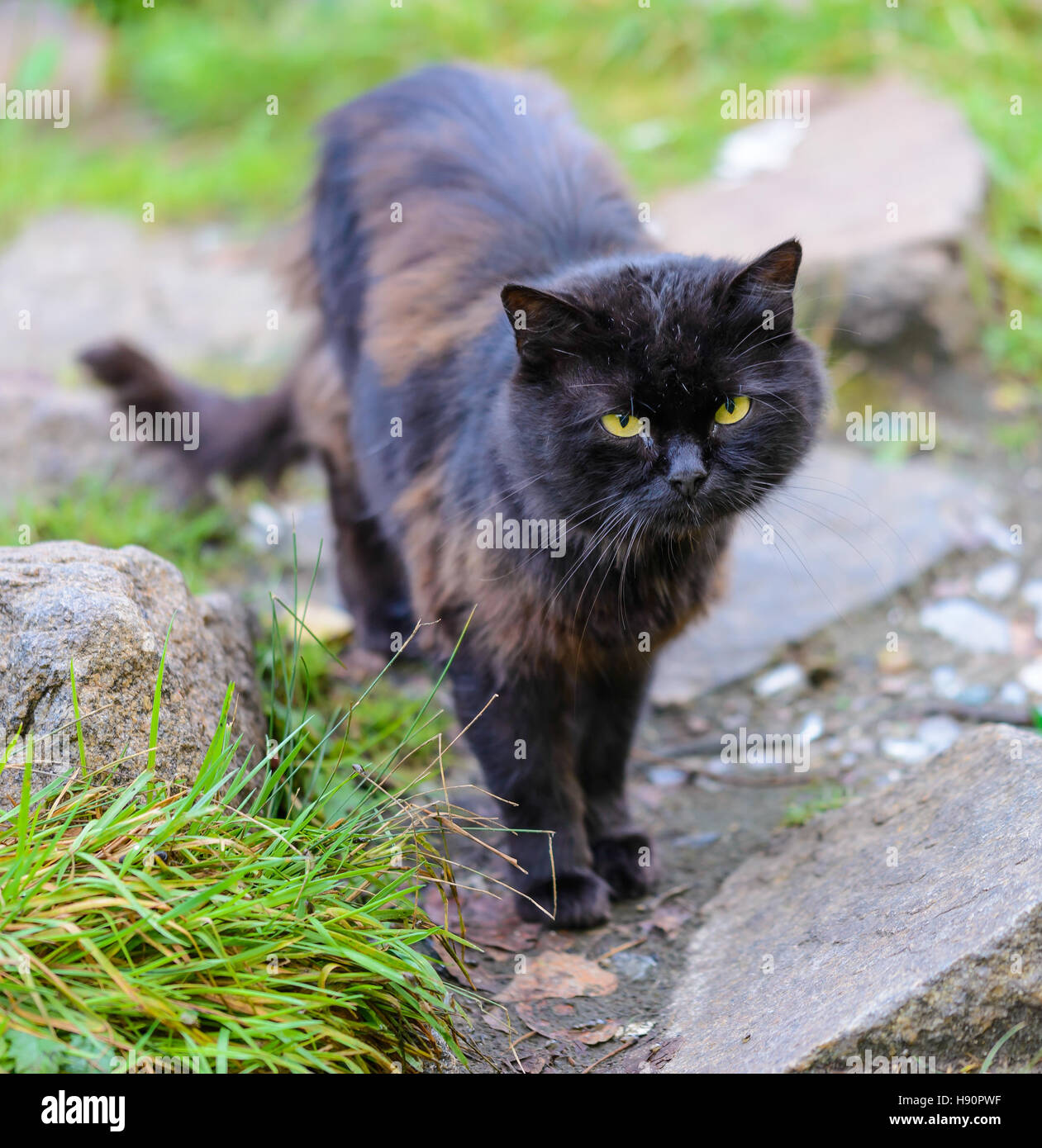 Black stray cat walking Stock Photo - Alamy