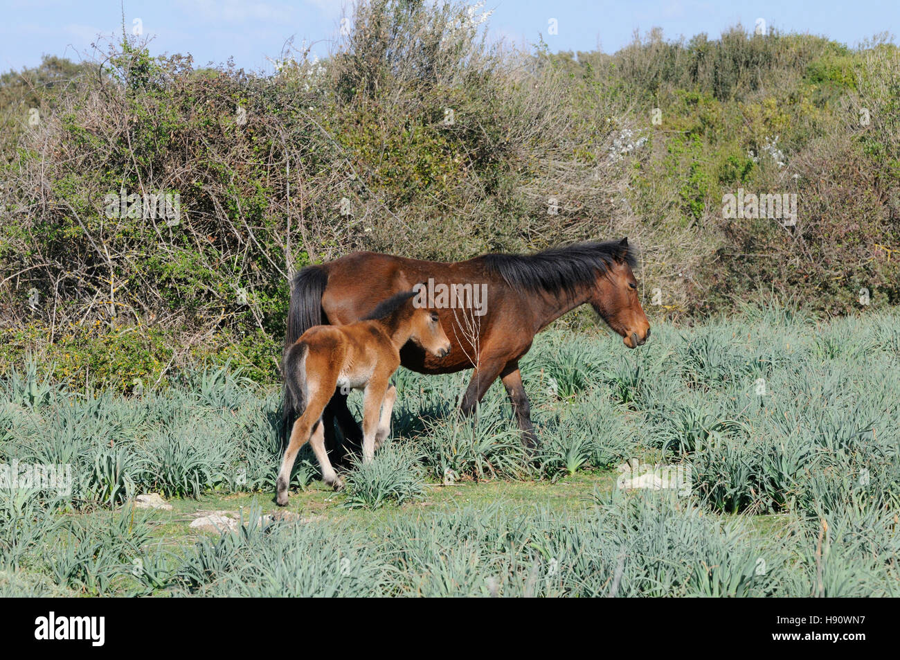 Giara's horse, half wild horse on the Giara di Gesturi plateau, Sardinia island, Italy, Europe Stock Photo