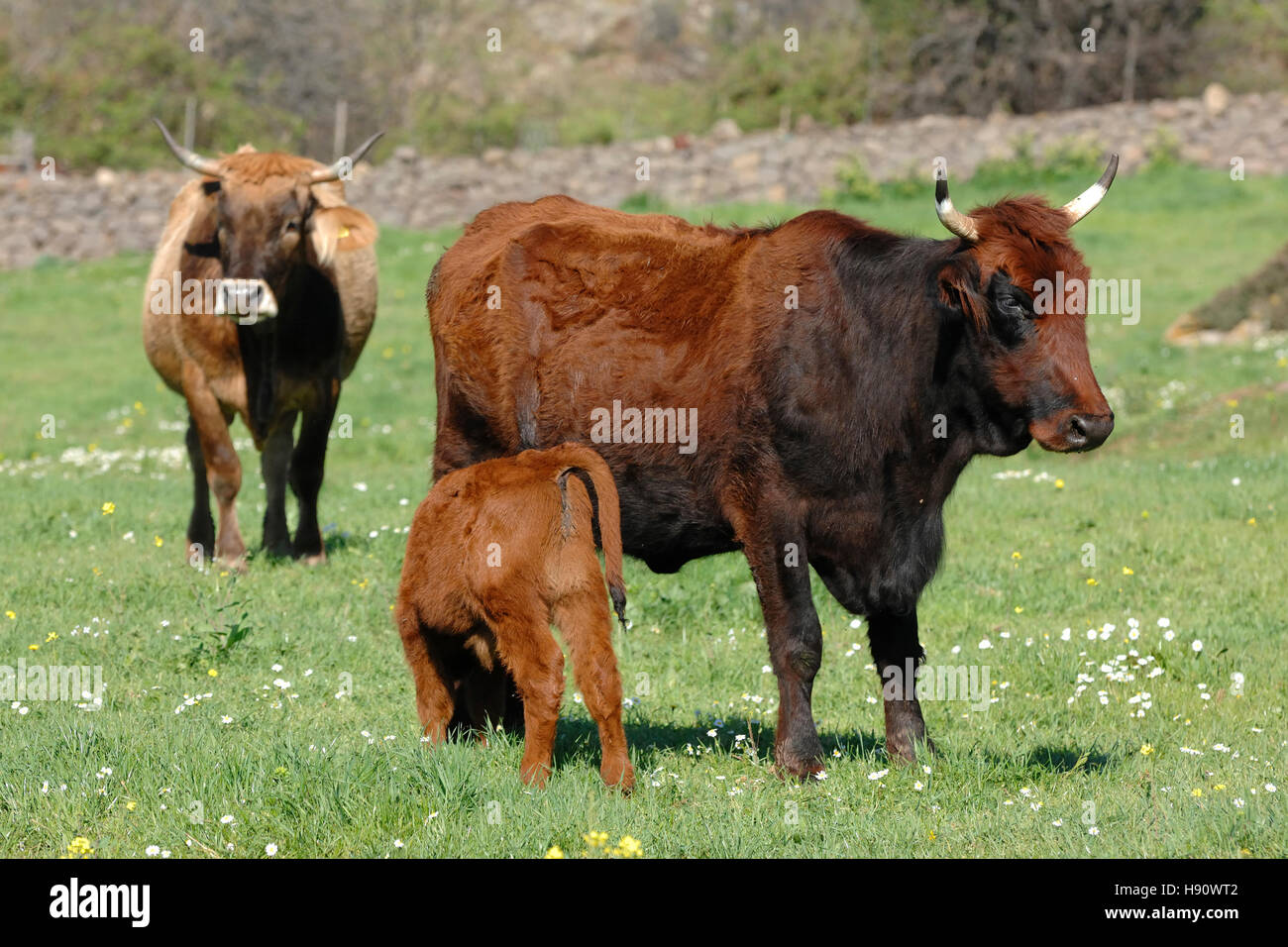 cow ((Sardo-Modica, red ox or bue rosso breed)with her calf eat in the Sardinian countryside Stock Photo