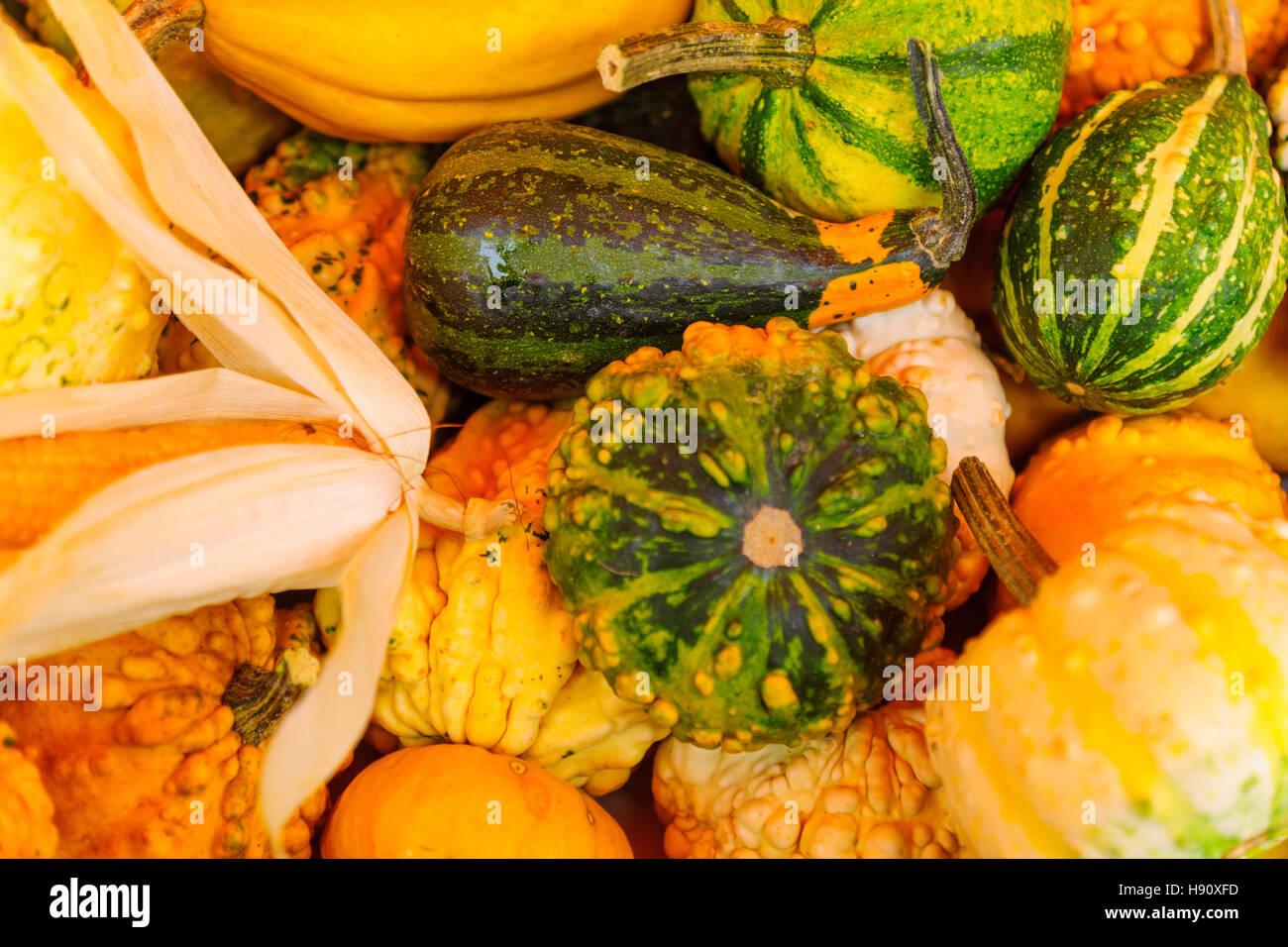 Various Cucurbits on sale in a French market in Dijon, Burgundy, France Stock Photo