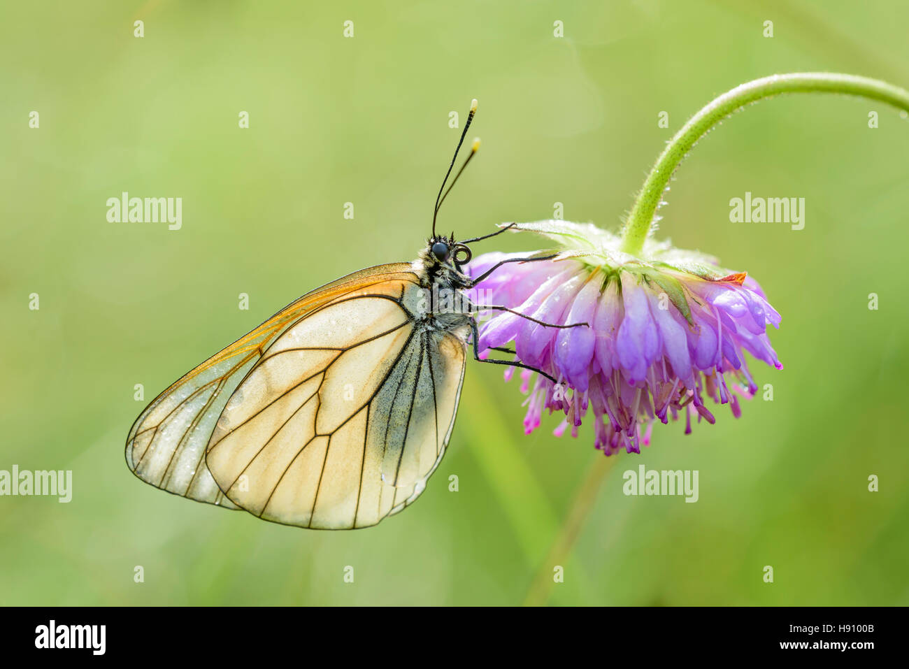 Baum Weissling, Aporia crataegi, Black veined White butterfly Stock Photo