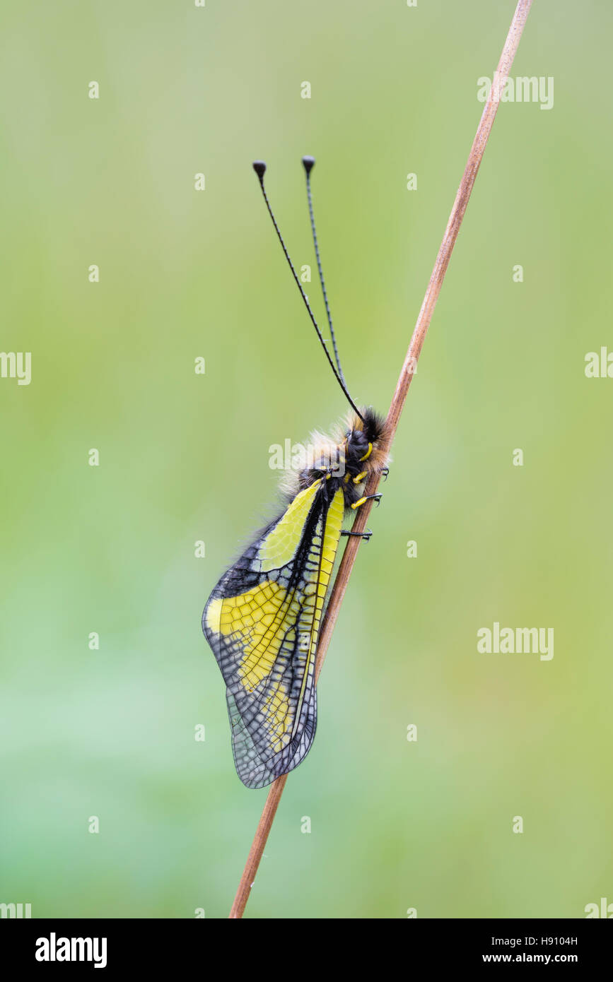 Libellen Schmetterlingshaft, Libelloides coccajus, Owlfly sulfur Ascalaphid Stock Photo