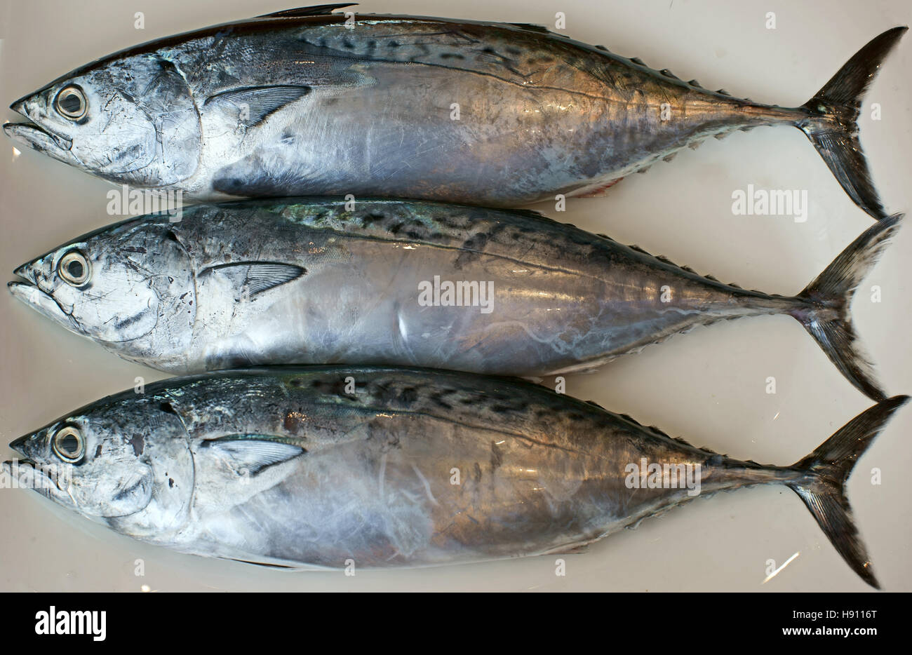 bonito, fish, food, sarda, seafish, seafood, tuna, sarde, pescato mediterraneo, grey, silver, argento vivo, pesci, fishes Stock Photo