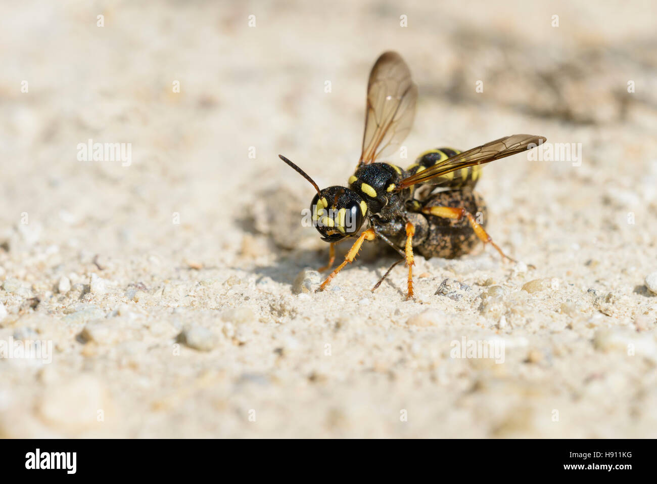 Sandknotenwespe mit Beute,Cerceris arenaria, Weevil Wasp with prey Stock Photo