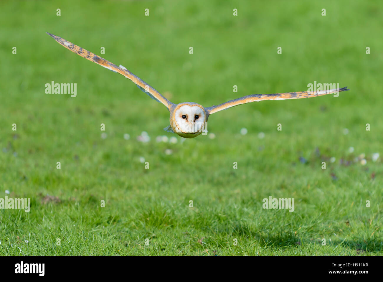 Schleiereule, Tyto alba, Barn Owl flying Stock Photo Alamy