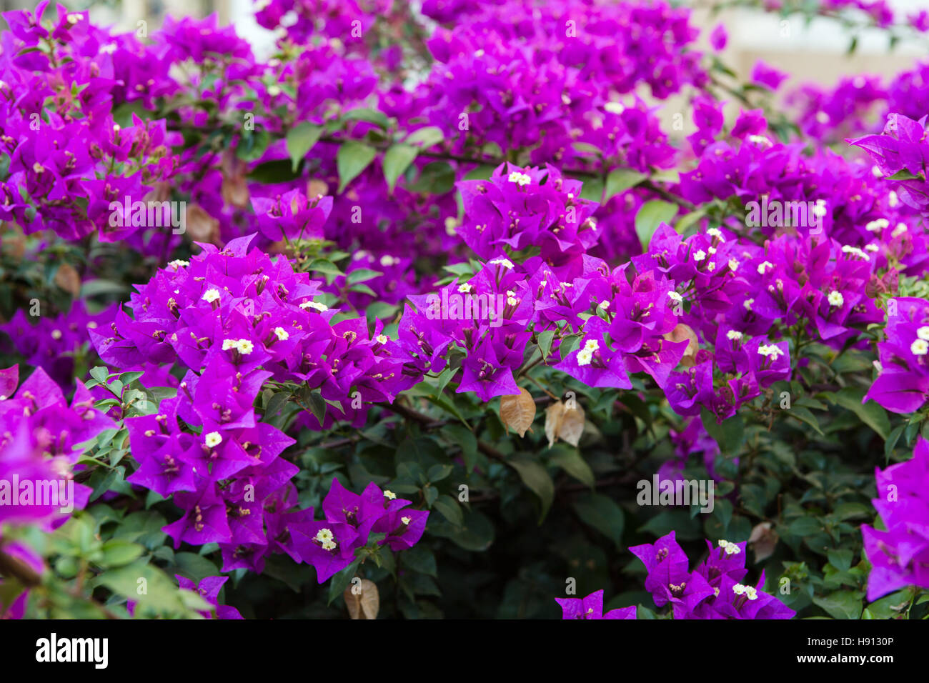 Close-up of Bougainvillea flowers in a garden Stock Photo