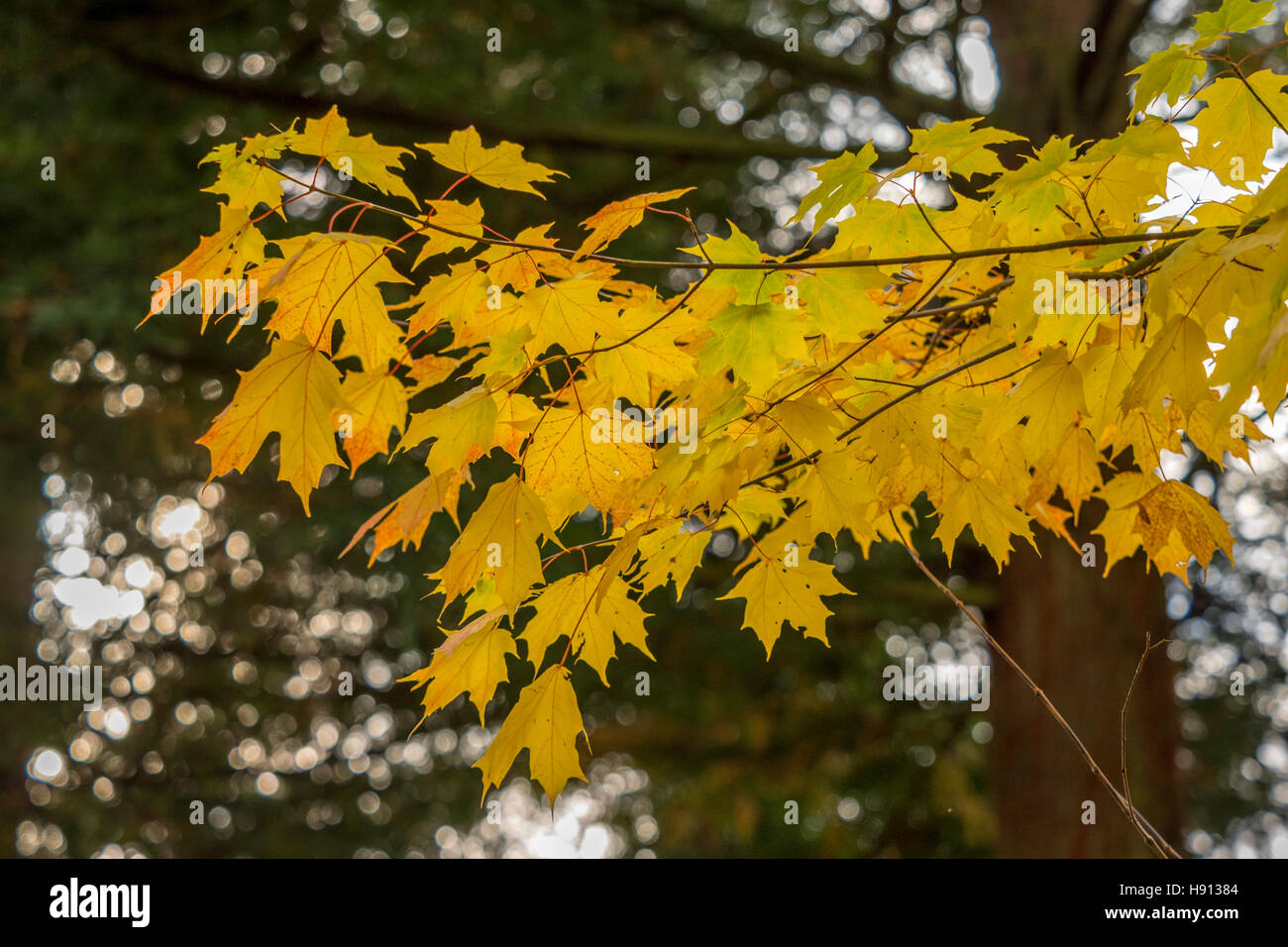 ACER SACCHARUM SUGAR MAPLE AT BODENHAM ARBORETUM WORCESTERSHIRE Stock Photo