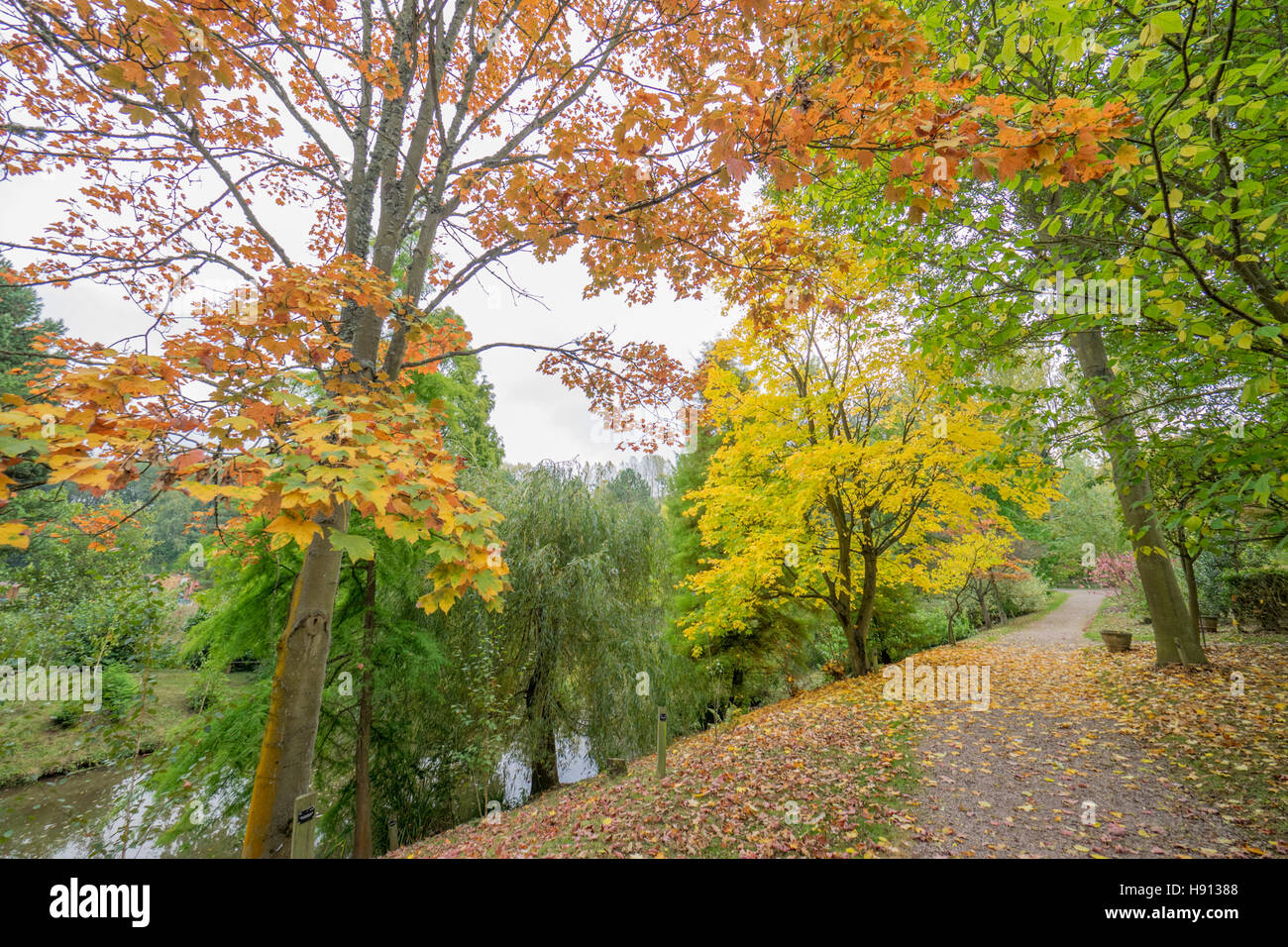 ACER CAPPADOCICUM AT BODENHAM ARBORETUM WORCESTERSHIRE Stock Photo