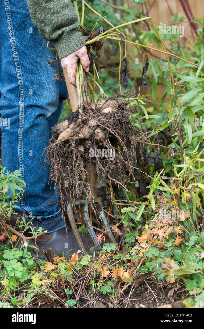 Gardener digging up Dahlia flower tubers with a fork from a garden border Stock Photo