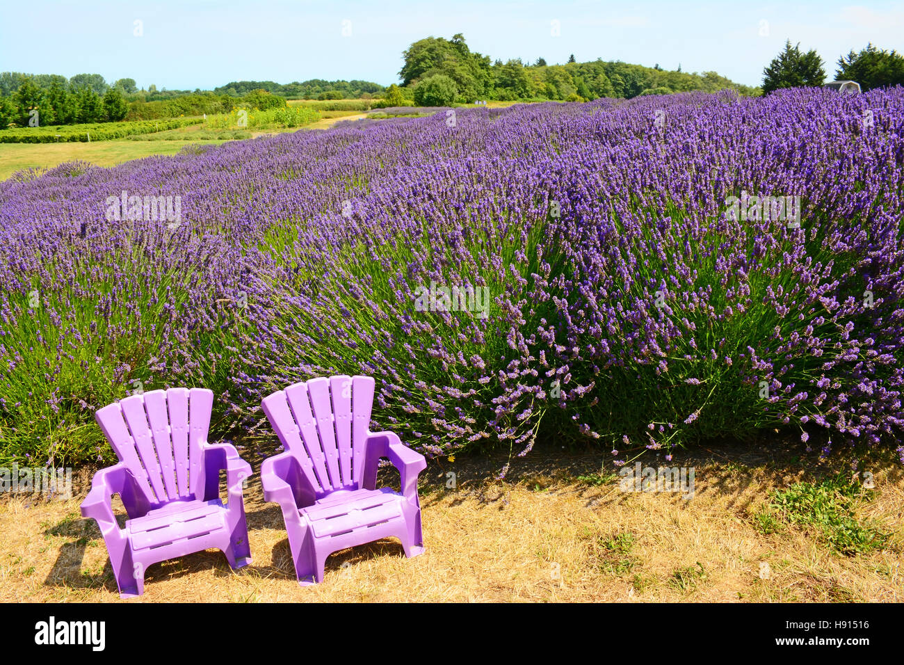 Lavender field  in Washington, USA Stock Photo