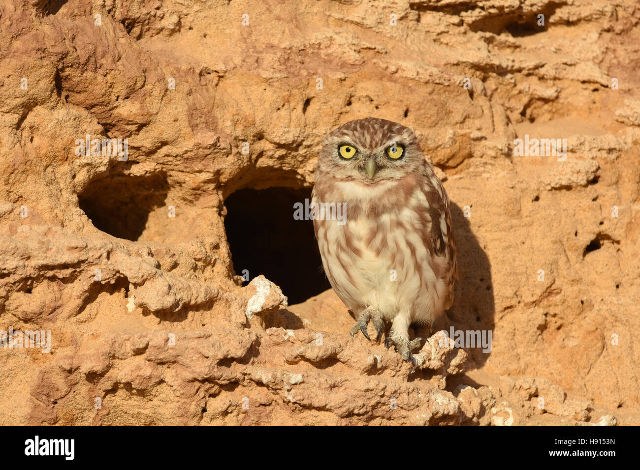 Little Owl, Athene noctua, near its burrow Stock Photo