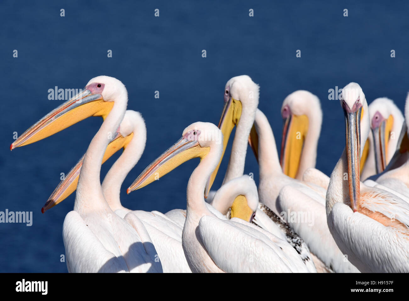 Great White Pelicans Pelecanus Onocrotalus High Resolution Stock