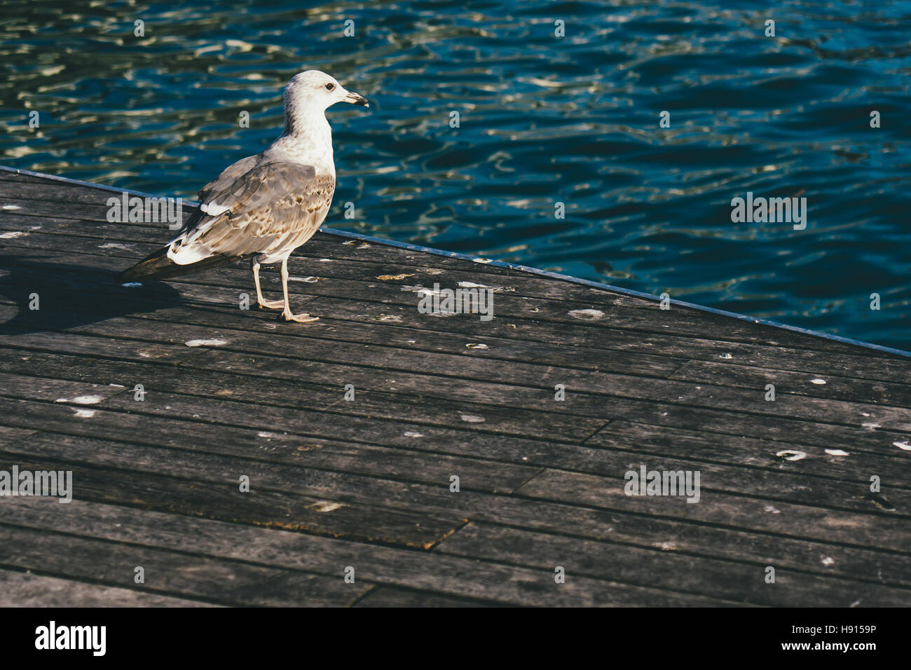 A seagull standing in a wooden jetty by the sea. Stock Photo