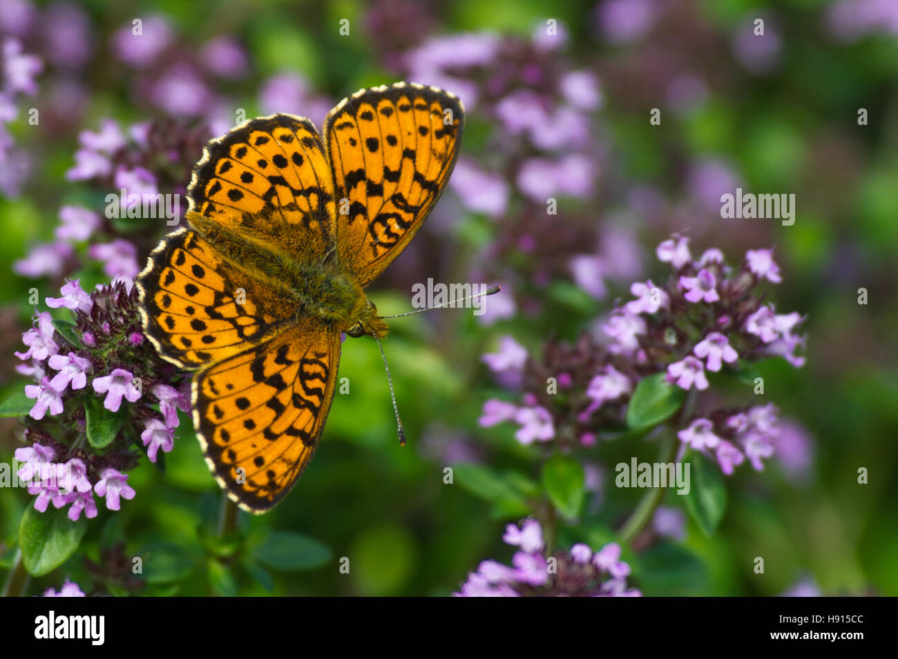 The beautiful Lesser Marbled Fritillary Butterfly (Brenthis ino) on flowering Lemon thyme (Thymus citriodorus ). Stock Photo