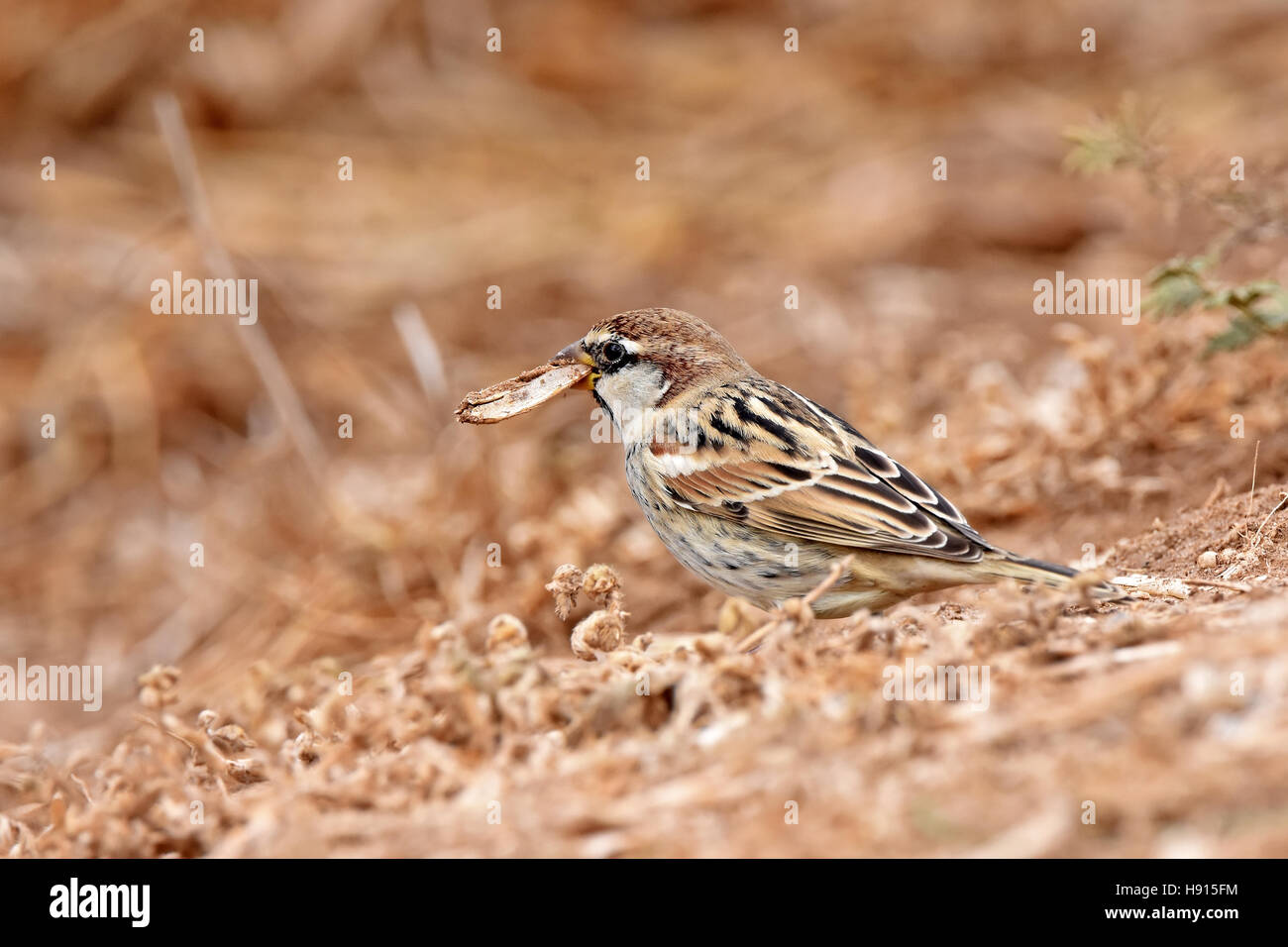 Spanish sparrow eat seeds on the ground Stock Photo Alamy