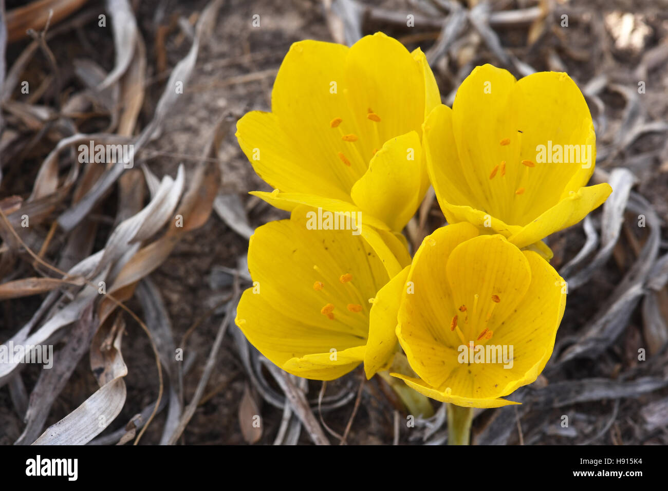 Sternbergia flower Stock Photo