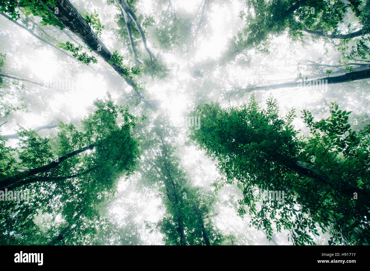 green misty forest landscape Stock Photo
