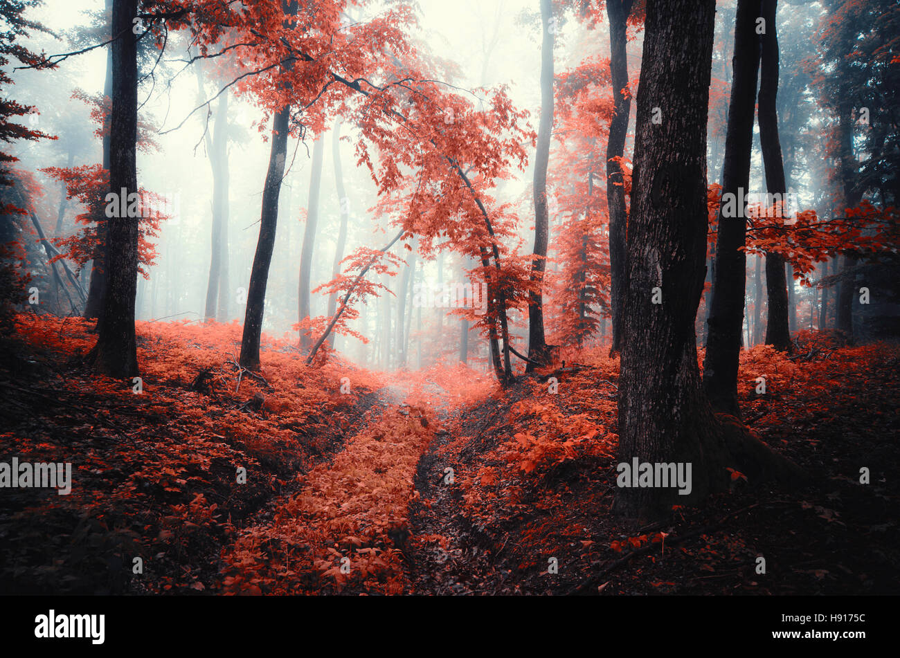 Misty forest autumn landscape. Colorful foliage on misty rainy fall day in the woods Stock Photo
