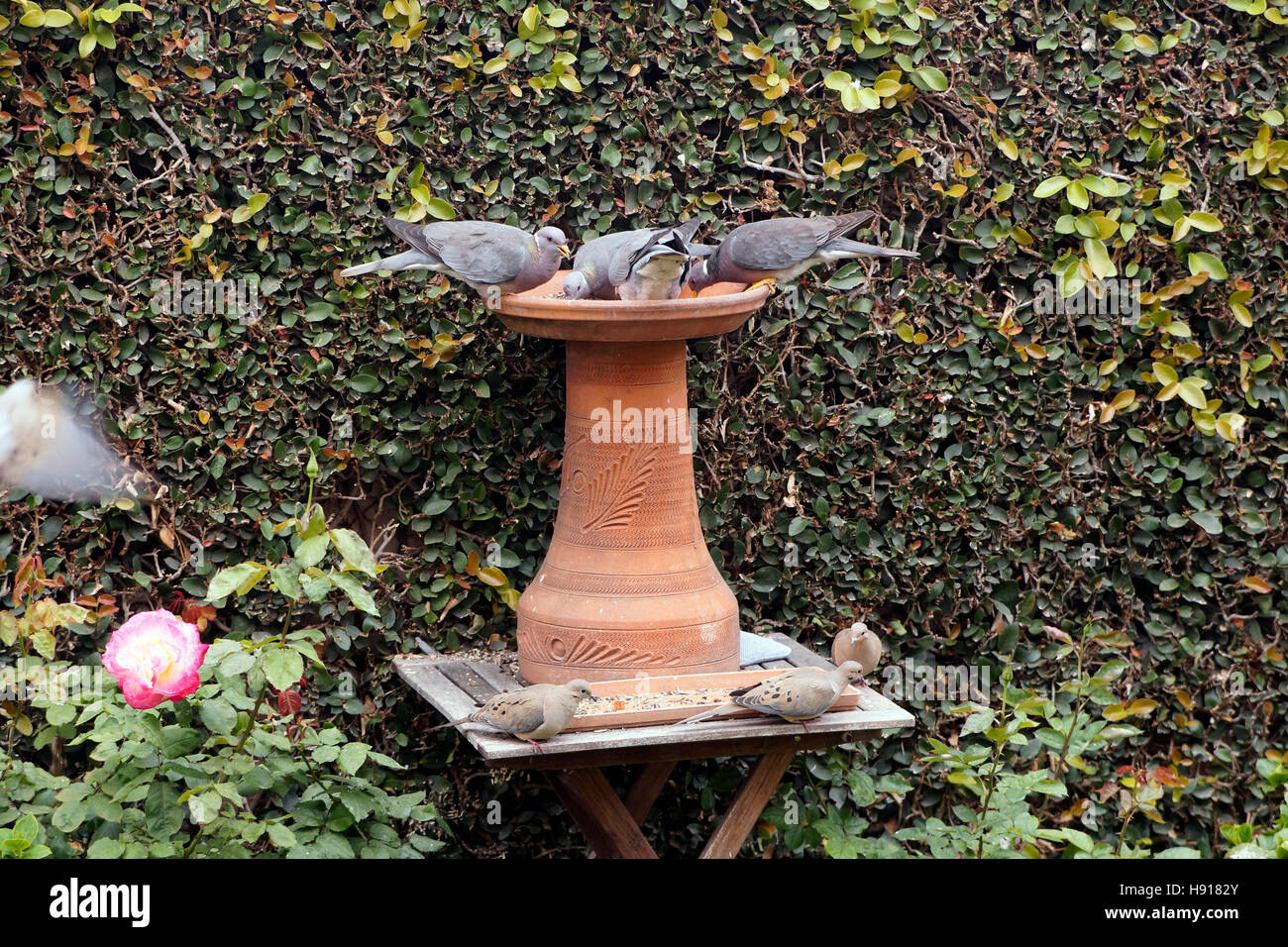 Several Band Tailed Pigeons And Mourning Doves In A Bird Feeder
