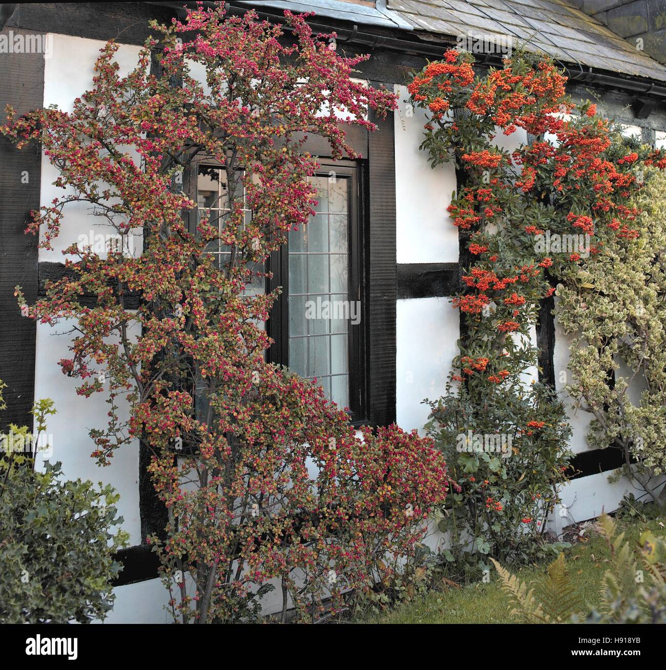 View on window of old english house. Arts and crafts residential building in autumn red berries of hawthorn Stock Photo
