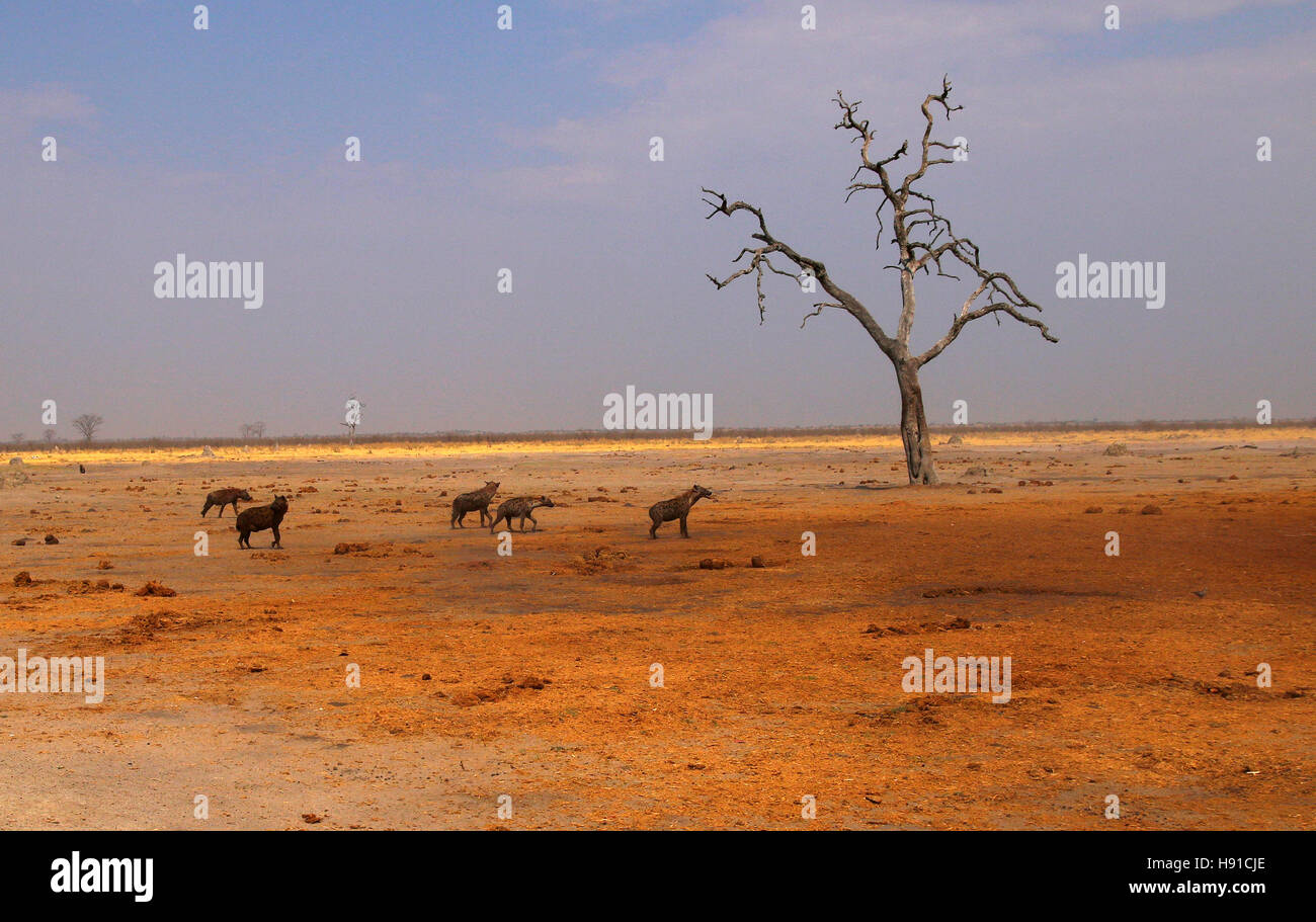 Spotted Hyena are scavengers who do really well during droughts when