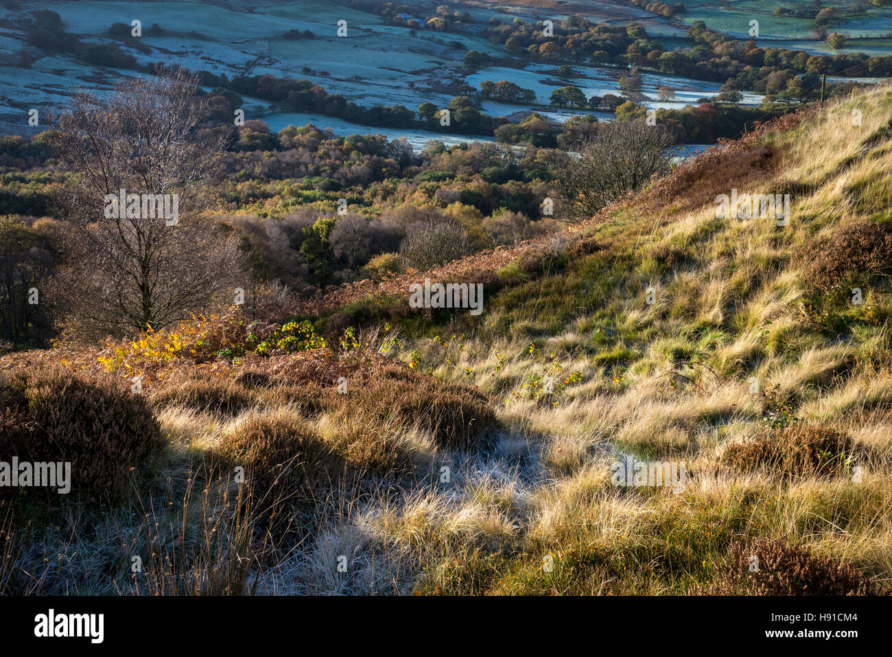 Textures on a hillside in the English countryside on an autumn morning. Stock Photo