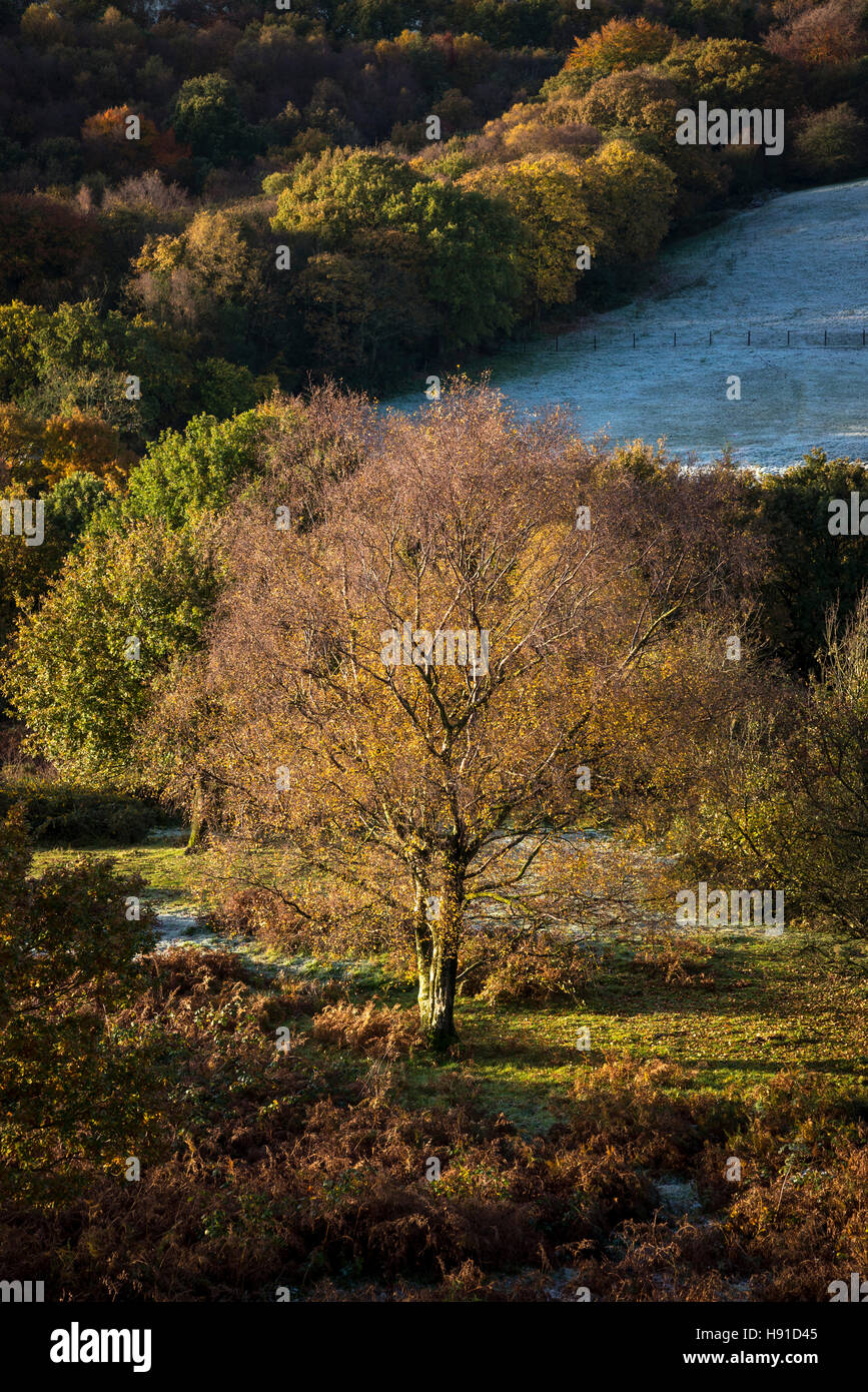 Silver Birch tree in a frosty autumnal landscape in the English countryside. Stock Photo