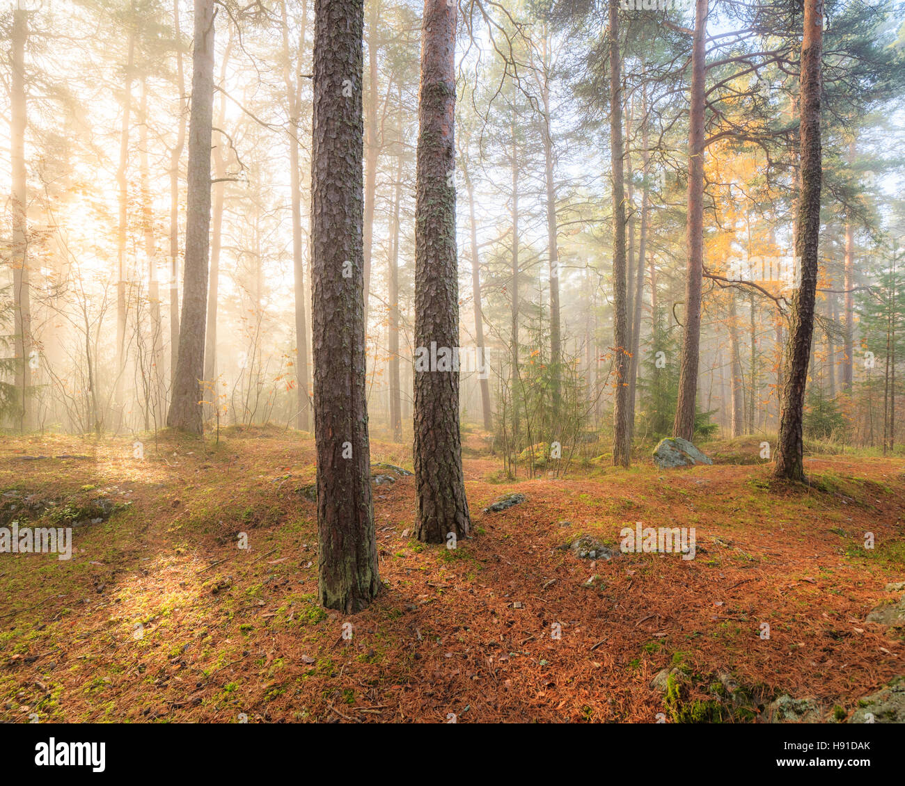 Foggy morning sun light forest Stock Photo - Alamy