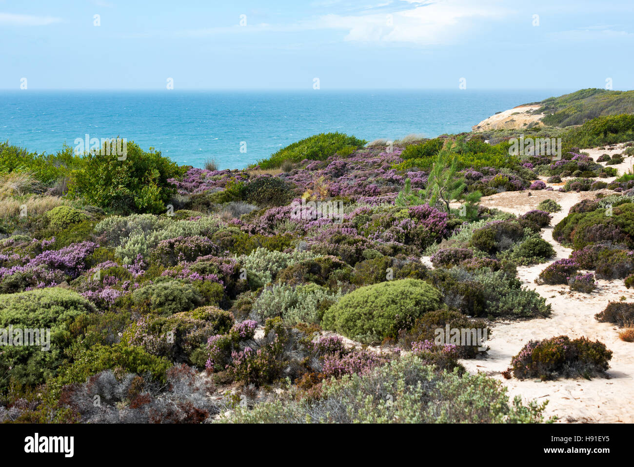 plants grasses flowers and erica at the portugal west coast with the ocean as background Stock Photo