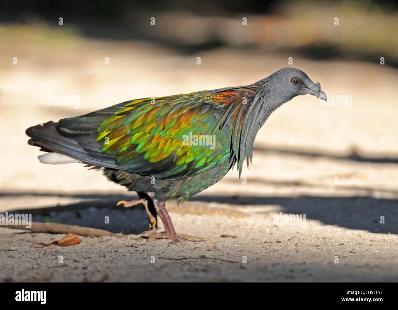 Wild Nicobar pigeon (Caloenas nicobarica). Koh Miang island of Similan islands, Andaman sea, Thailand Stock Photo